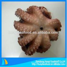 yummy superior quality frozen octopus with long term supplier